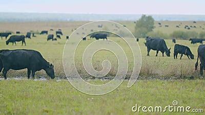 Cows Graze in Meadow. Angus Cows Poke Around in Meadow. Black Angus ...