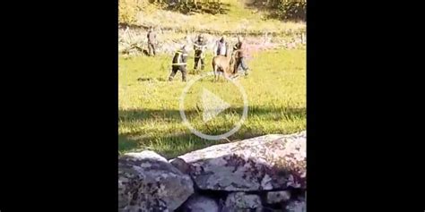 Vidéo Les chasseurs et les pompiers sauvent un cerf pris au piège