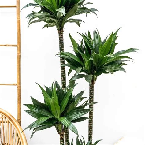 Dracaena Green Jewel 140cm Green Bubble