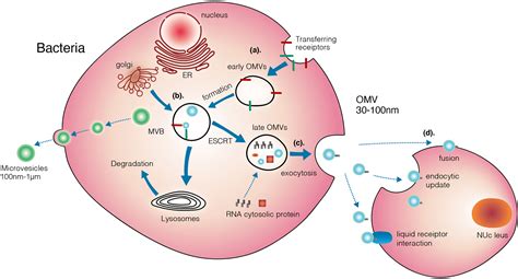 Frontiers Bacteria Derived Extracellular Vesicles In The Pathogenesis