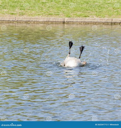 Cute Duck Upside Down In A Pond Stock Image Image Of Water Bird