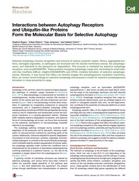 Pdf Interactions Between Autophagy Receptors And Ubiquitin Like