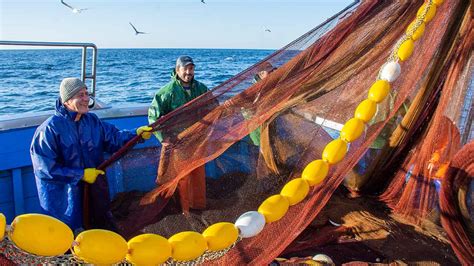 Pesca Da Sardinha Proibida J A Partir De S Bado