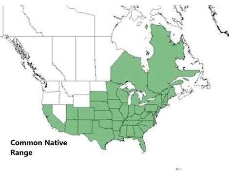 Common Milkweed Seeds, Asclepias Syriaca - Milkweed 4 Monarchs