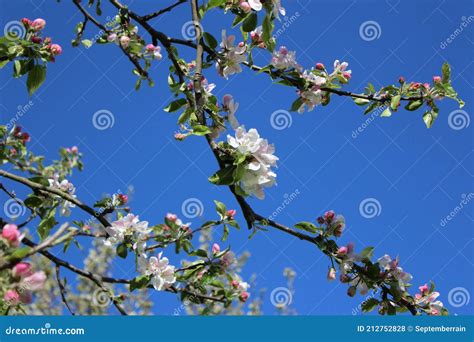 Ramificazione Con Fiori Di Mela Fioriti In Primavera Fotografia Stock