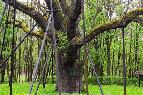 D B Bartek Ciekawostki O Pomniku Przyrody Polskazachwyca Pl