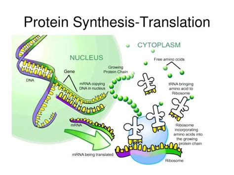 Ppt Protein Synthesis Translation Powerpoint Presentation Free Download Id 5738318