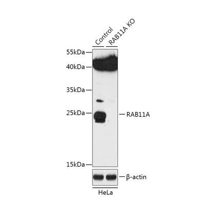buy raba antibody ko validated axil scientific