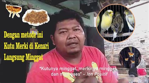 Kutu Minggat Leher Bolong Gundul Dengan Cara Tradisional Ini Kenari