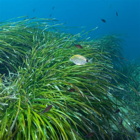 The Importance Of Seagrass Restoration Happy Eco News