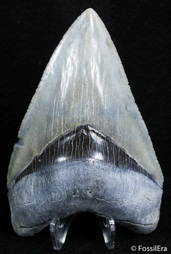 Nearly Inch Venice Beach Megalodon Tooth For Sale Fossilera