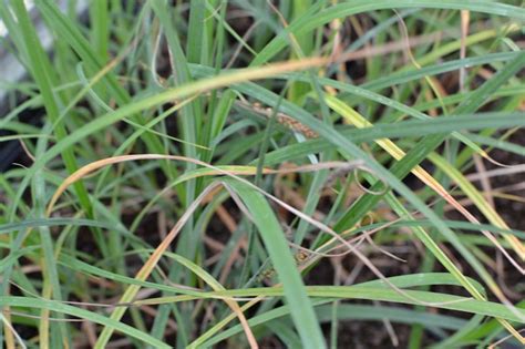 Carex Panicea Herbe Berges Rives Marécage Bleu Le Jardin Deau