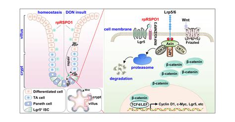 Recombinant Porcine R Spondin Facilitates Intestinal Stem Cell