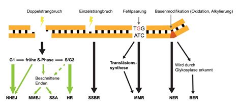 Dna Reparatur Bersicht Doccheck