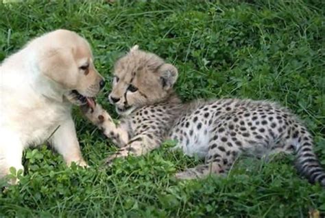 Zoos Are Matching Up Nervous Cheetahs With Support Dogs