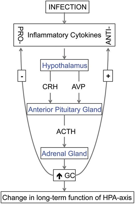 The Relationship Between Cytokines And Hypothalamic Pituitary Adrenal