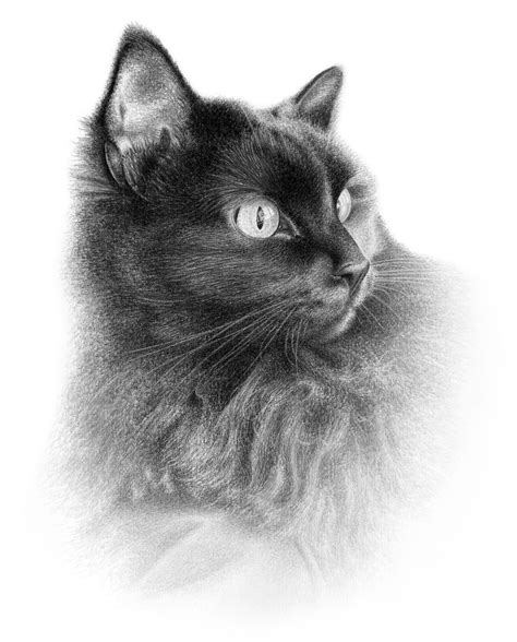 Boceto A L Piz De Gato Dibujo A L Piz Personalizado Hecho Etsy M Xico