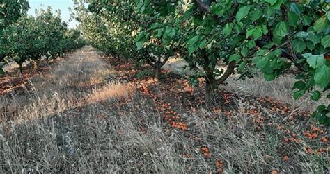 Abandono al campo una problemática global Revista la Campiña