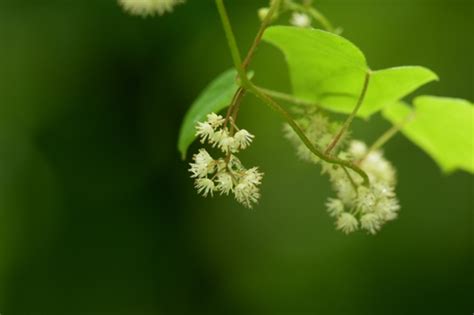 Moonseed TVA Worthington Cemetery Small Wild Area Organisms