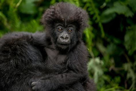 FASCINANTE SAFARI DE SENDERISMO CON GORILAS DE 3 DÍAS GetYourGuide