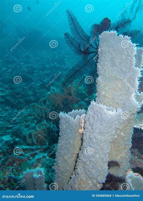 Underwater World. Blue Tubular Sea Sponge Stock Photo - Image of animal ...