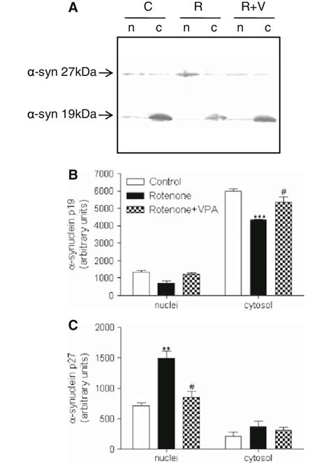 Western Blot Analysis Of A Synuclein Nuclear Cytosol Distribution In