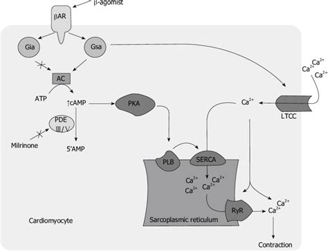 Milrinone Causes Inhibition Of Phosphodiesterase Ⅲ Enzyme Which