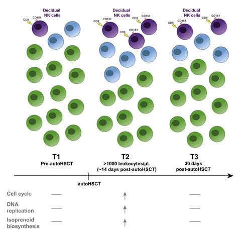 In Vivo Expansion Of A Cd9 Decidual Like Nk Cell Subset Following