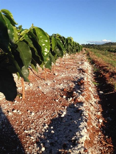 Calcário Ou Gesso Agrícola Entenda As Diferenças 2025