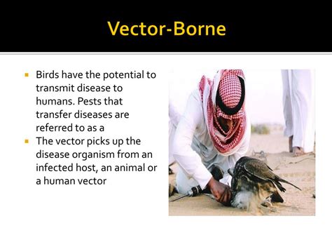 Ppt Bird Flu Powerpoint Presentation Free Download Id 2572414