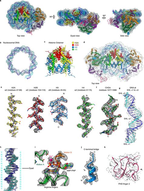 Figures And Data In Nucleosome Chd Chromatin Remodeler Structure Maps