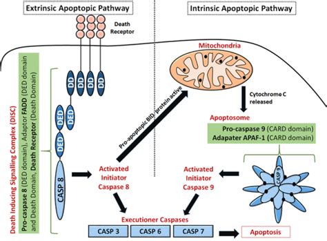 Apoptosis Intrinsic Pathway Extrinsic Caspases TeachMePhysiology