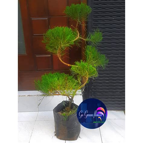 Jual Cemara Udang Meter Batang Berbentuk Spiral Casuarina