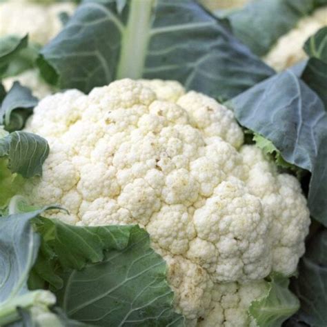 Cauliflower Self-Blanching