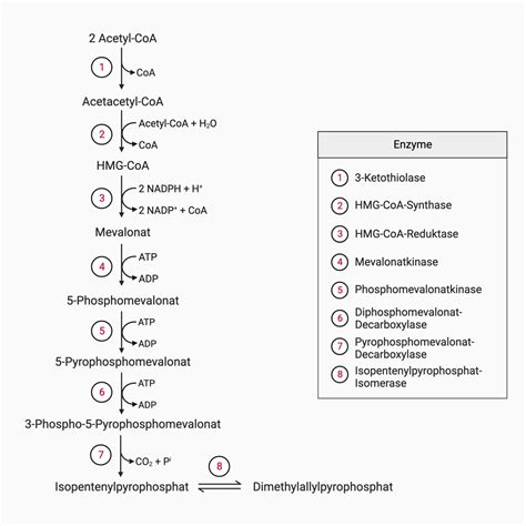 Mevalonatbiosynthese DocCheck