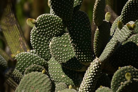 Cactus Cactaceae Opuntioideae Free Photo On Pixabay Pixabay