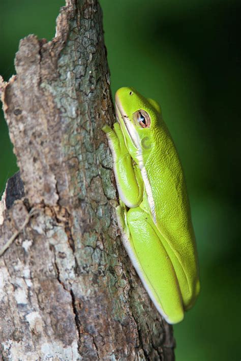 Green Tree Frog Hyla Cinerea Photograph By Larry Ditto Fine Art America