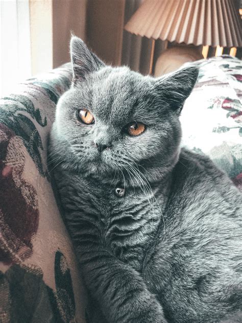 Meet Mojo, our 6 month old kitten 😁 : r/britishshorthair