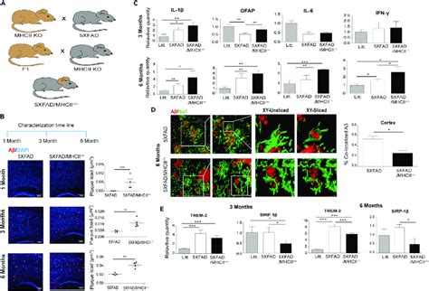 Mhcii Knockout Xfad Mice Exhibit An Exacerbated Amyloid Pathology