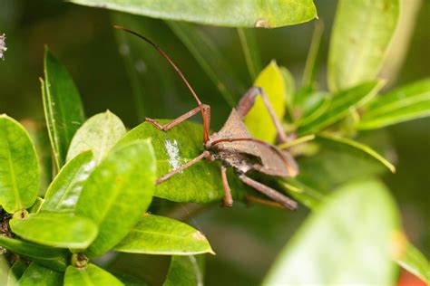 Giant leaf-footed triatomine kissing bug macro photography premium ...