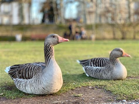 Goose Bumps Pictures | Download Free Images on Unsplash