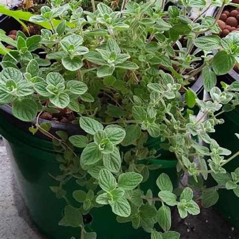 Syrischer Oregano Zatar Origanum Syriacum Bio Saatgut