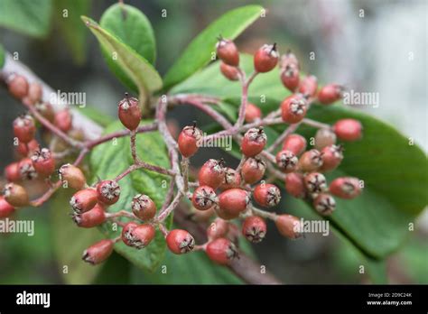 Forming Red Berries Of Cotoneaster Part Of Annual Growth Cycle