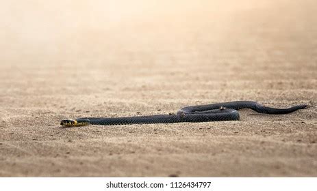 Eastern Brown Snake In Striking Position Stock Photo Edit Now 1474092908