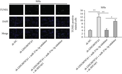 Linc Promotes Cc Cell Proliferation Via The Mir C P Sdc Axis