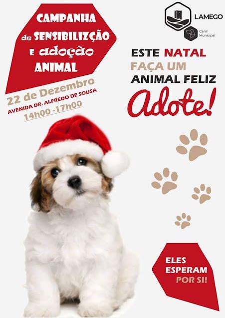 Canil De Lamego Promove Campanha De Ado O Neste Natal Not Cias De Lamego