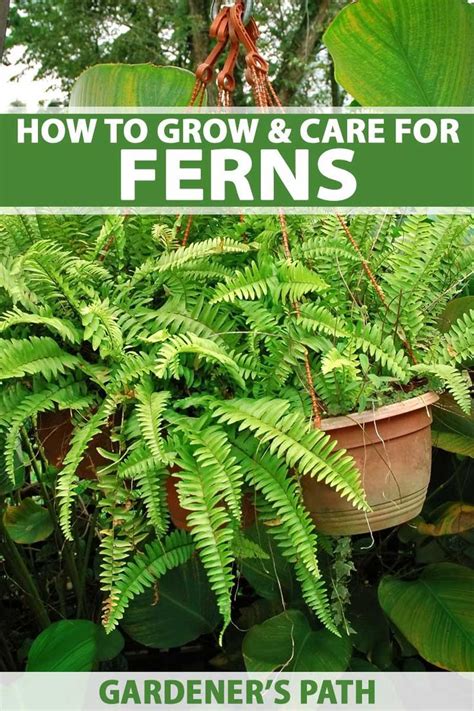 How to grow and care for ferns – Artofit