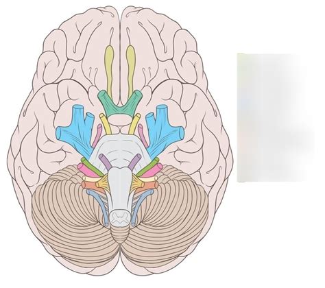 Cranial Nerves Diagram Quizlet