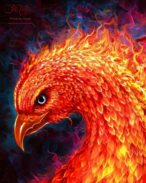 phoenix head  amorphisss  deviantart