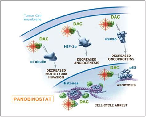 Panobinostat A Histone Deacetylase Inhibitor Value Based Cancer Care